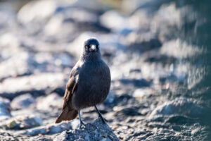 jackdaw with intelligent vision A bird standing on a rocky shoreline with water in the background, captured in natural light.