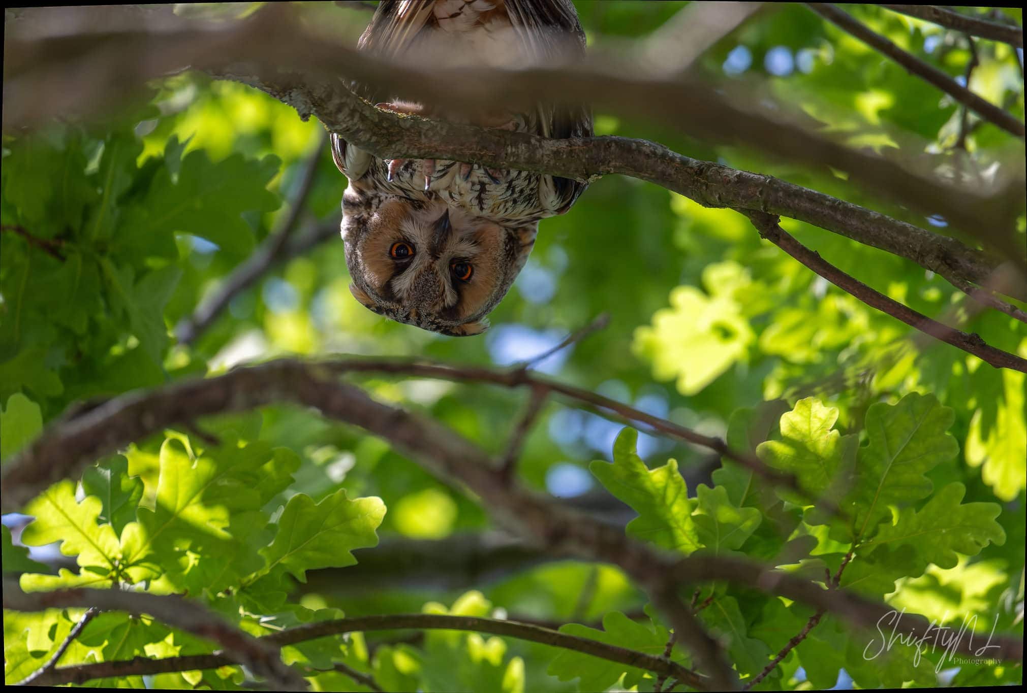 Long-eared Owl branchers in tree, A close-up of a small owl perched on a tree branch surrounded by vibrant green leaves, showcasing nature's wildlife in a lush forest setting. down