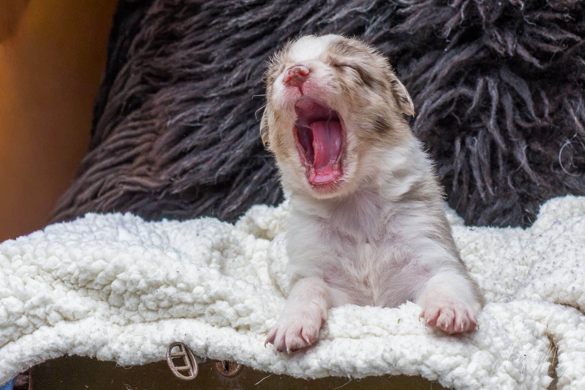 Three-week-old Aussie Border Collie mix puppy giving a big yawn on a white fleece blanket, July 2018.