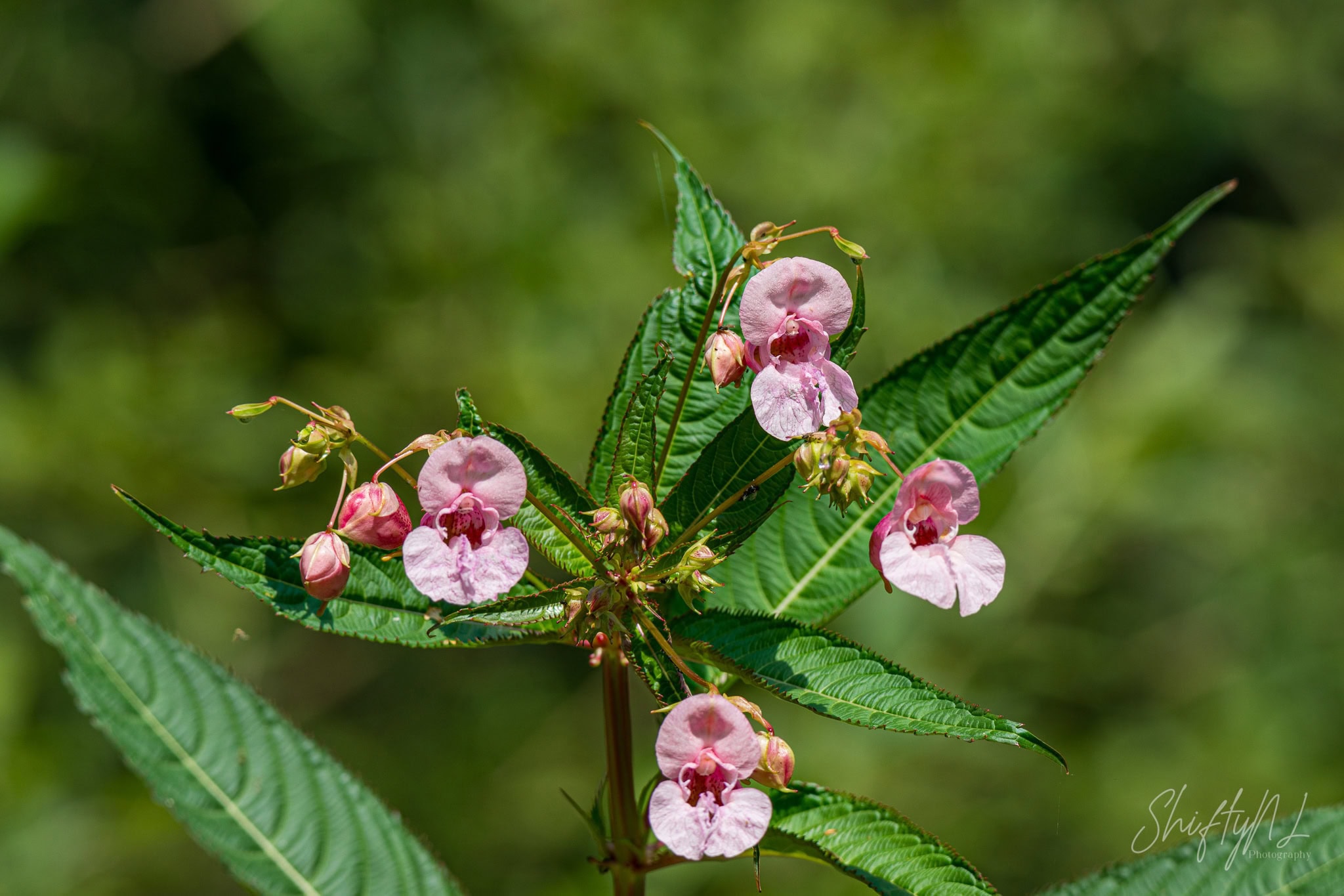 Pink Himalayan balsam flowers on a green stem against a dark green forest background in the Loetbos, the Netherlands, July 2018.