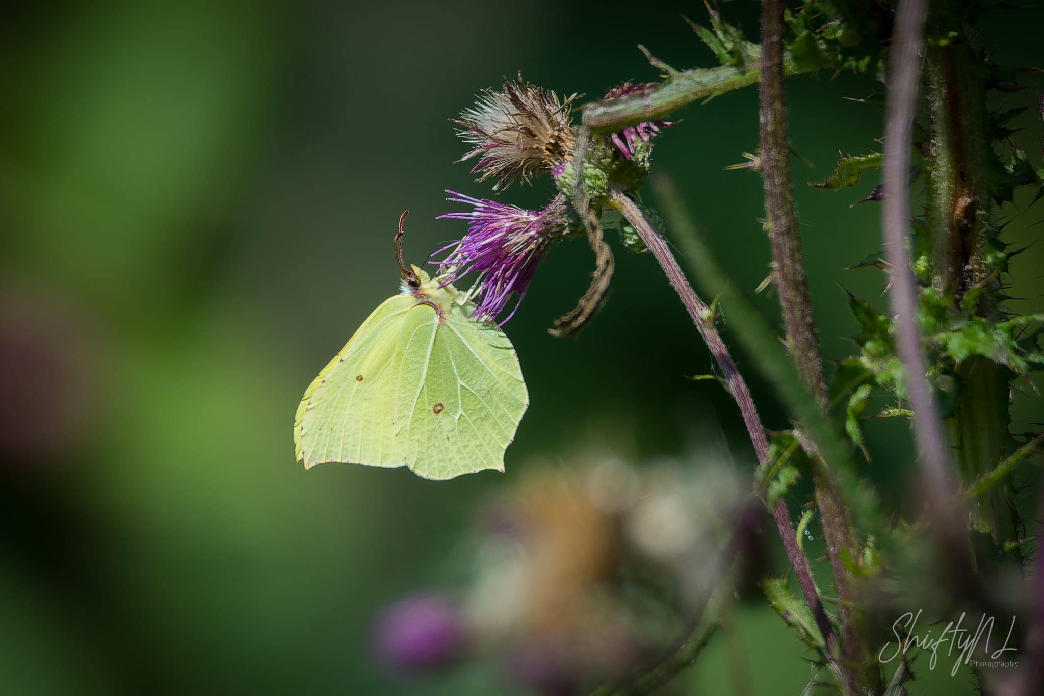 Lemon-green Brimstone butterfly feeding on a purple thistle flower in the Loetbos, the Netherlands, July 2018.