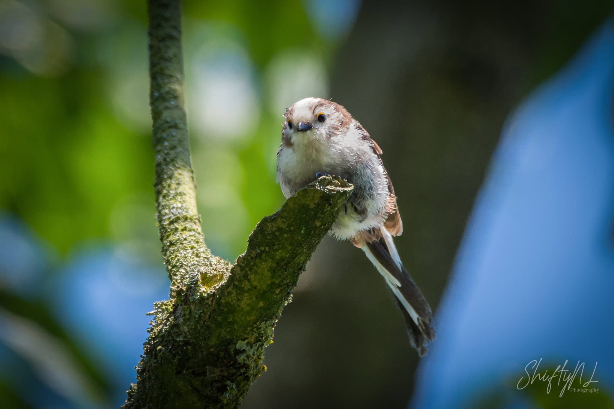 Young Long-tailed Tit looking curiously towards the camera from a branch in the Loetbos, the Netherlands, July 2018.