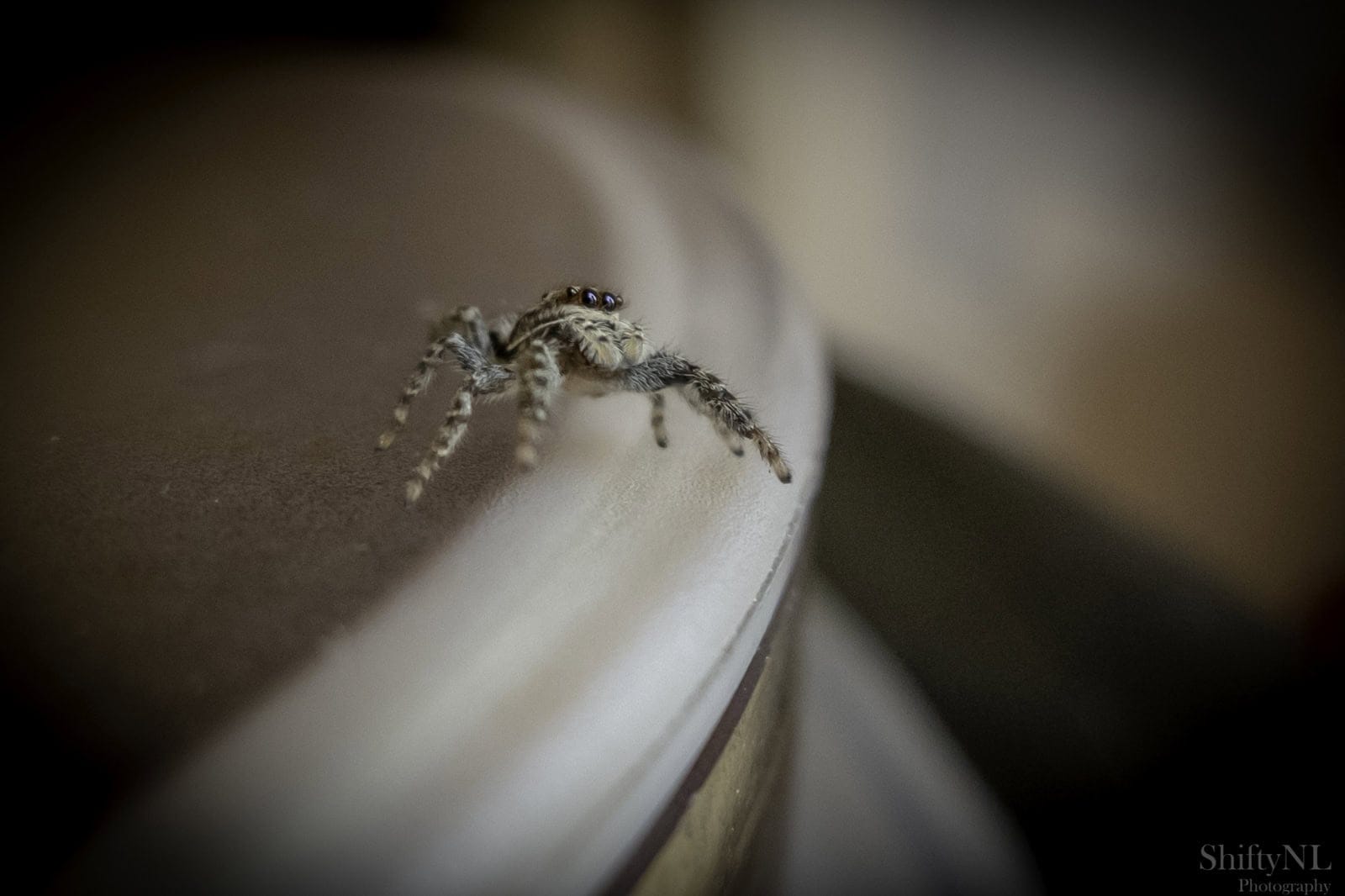 Small jumping spider with big dark eyes peering over the edge of a coffee machine, macro shot taken in July 2018.