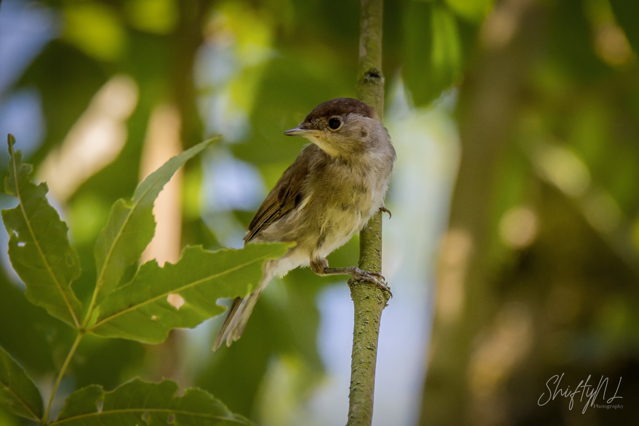 Juvenile Eurasian Blackcap perched between green leaves in the Loetbos, the Netherlands, July 2018.