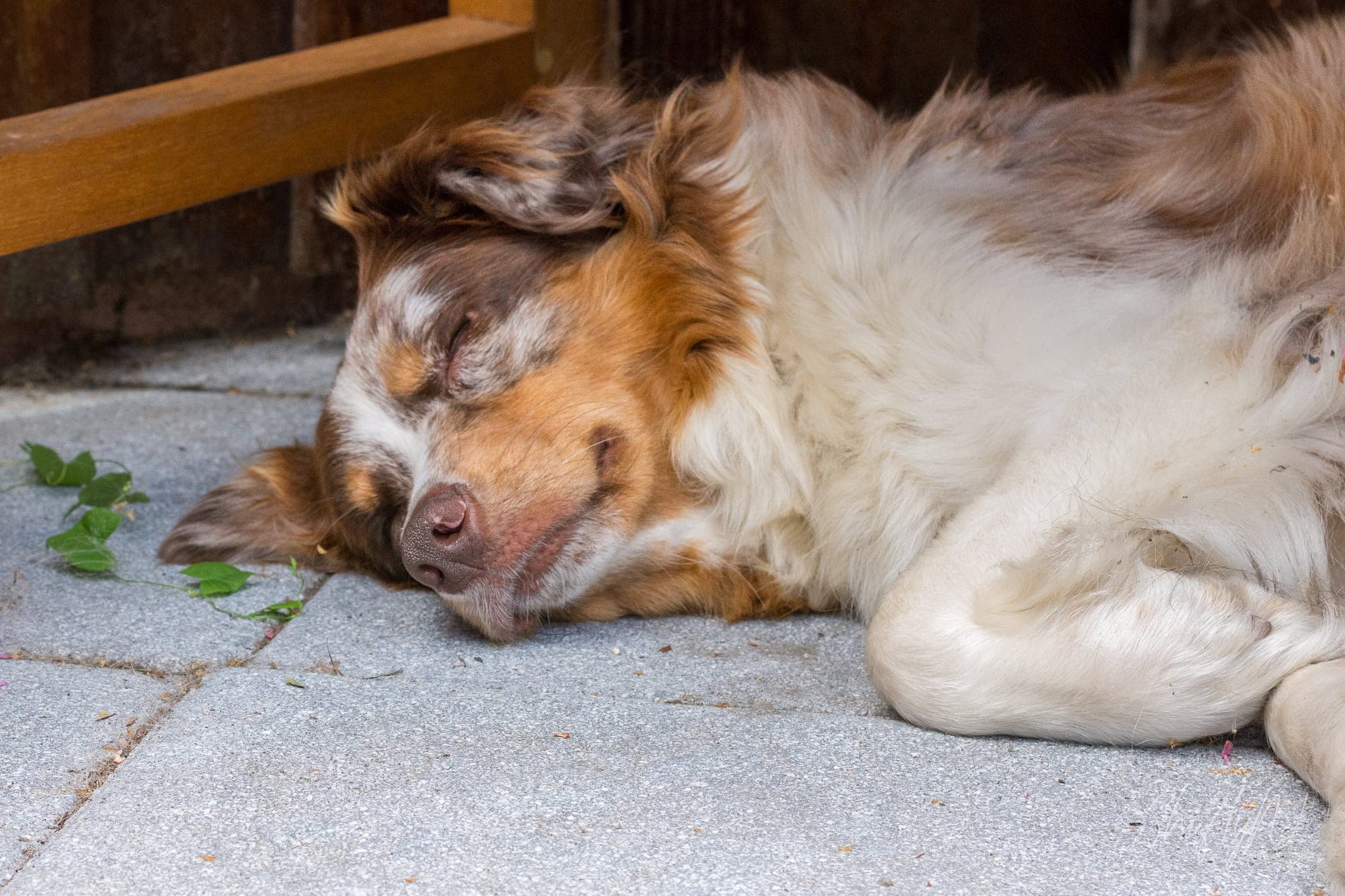 Red merle Aussie Border Collie mix mother dog sleeping on the tiles in the shade during the puppy shoot, July 2018.