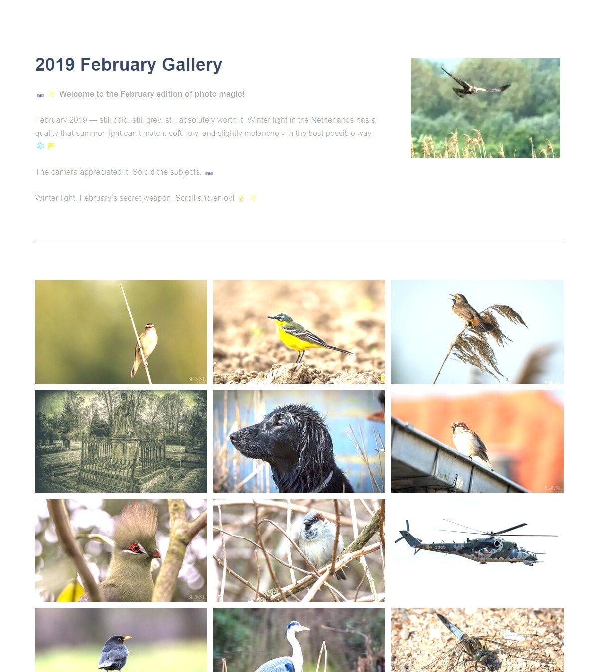 Site Makeover Gallery The 2019 February Gallery page on ShiftyNL Photography, with a short intro text and a uniform grid of bird, dog and aviation photos.