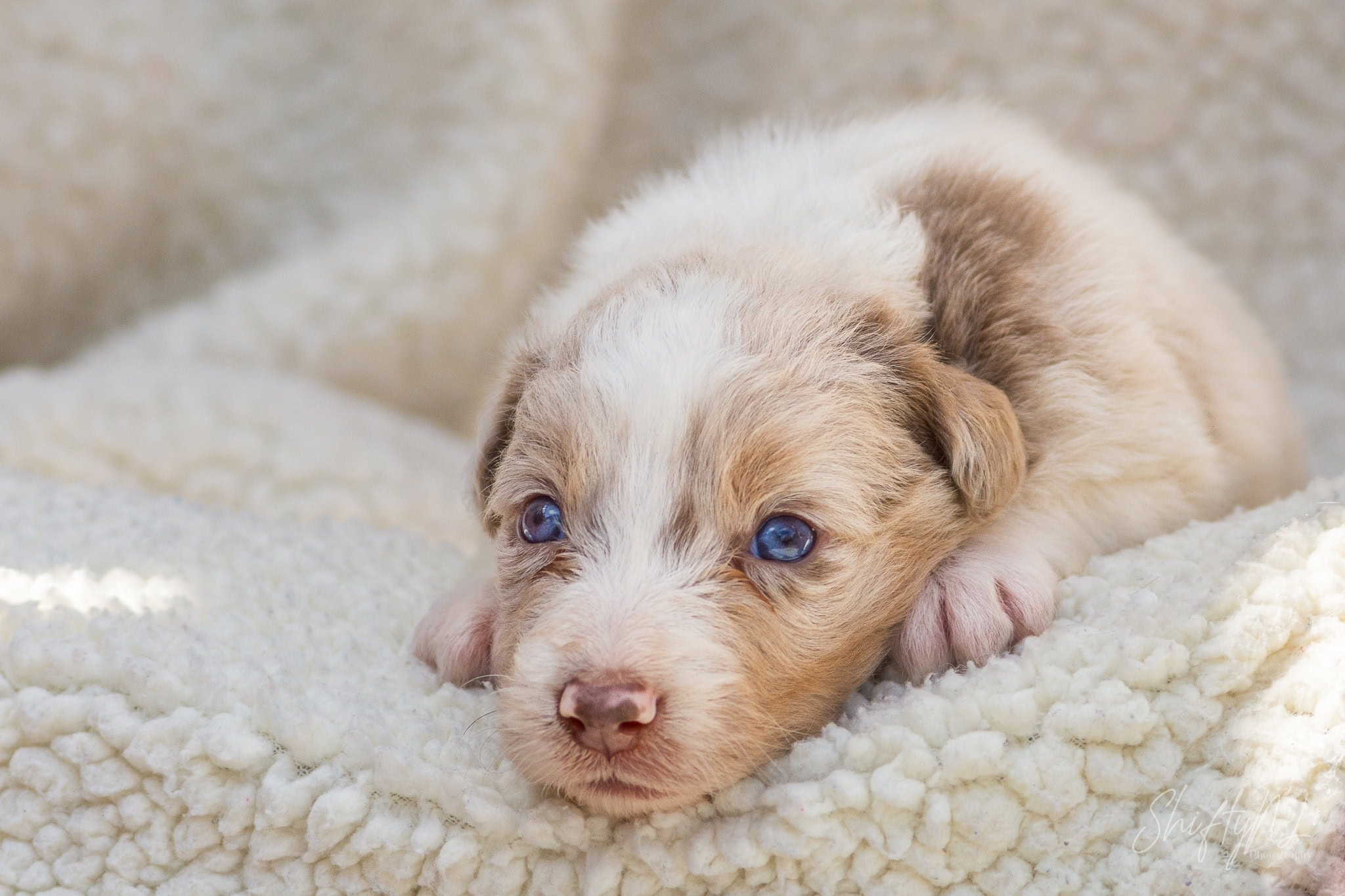 Three-week-old blue-eyed Aussie Border Collie mix puppy resting on a white fleece blanket, July 2018.