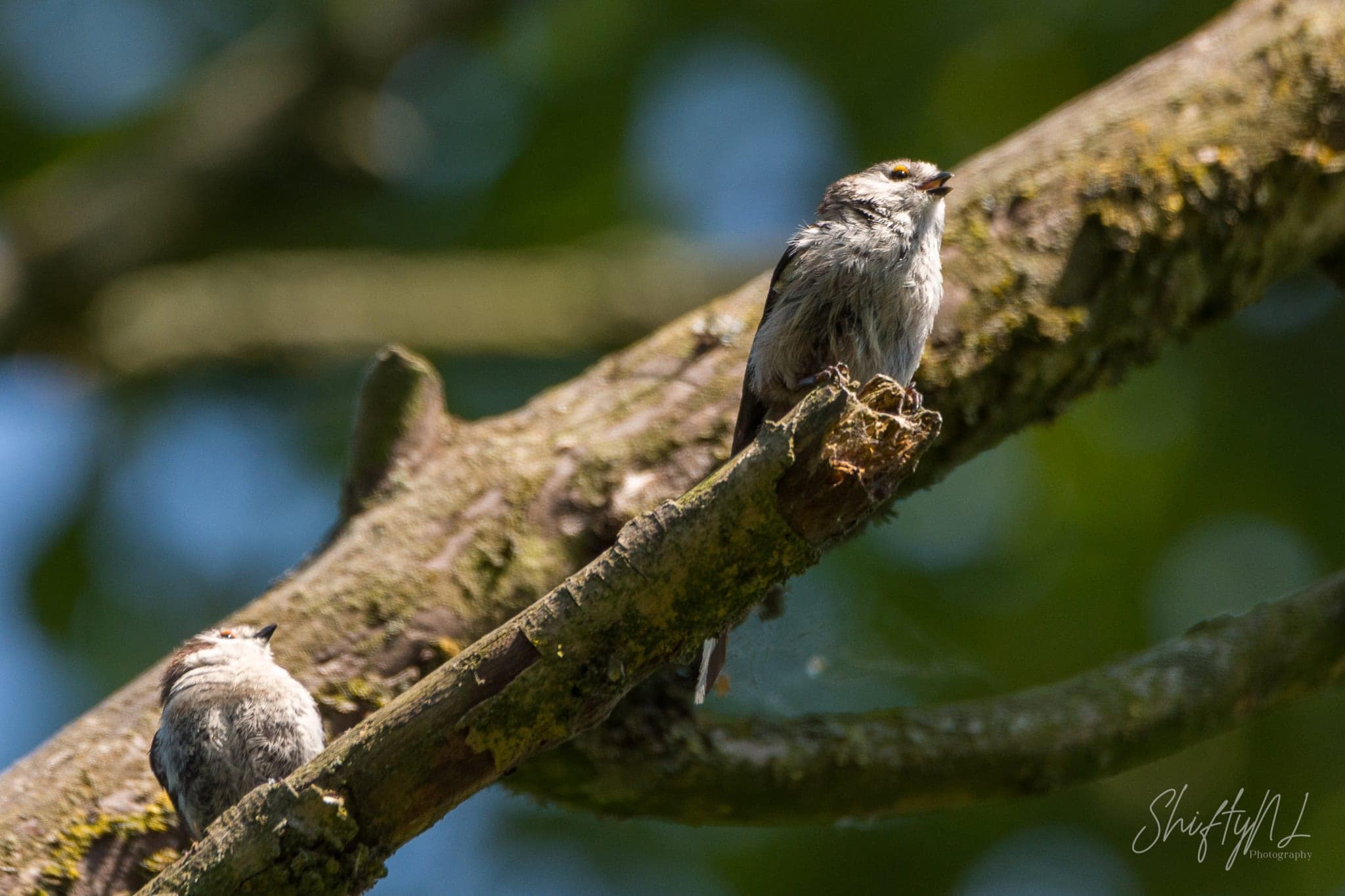 Two young Long-tailed Tits sitting on a sunlit mossy branch in the Loetbos, the Netherlands, July 2018.