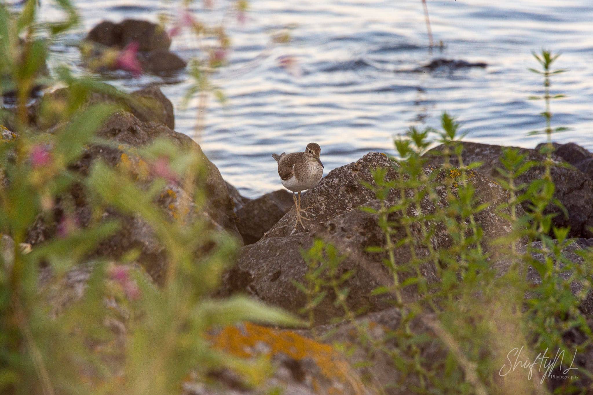 Common Sandpiper standing on a rock along the riverbank, framed by pink flowers and green plants, the Netherlands, July 2018.