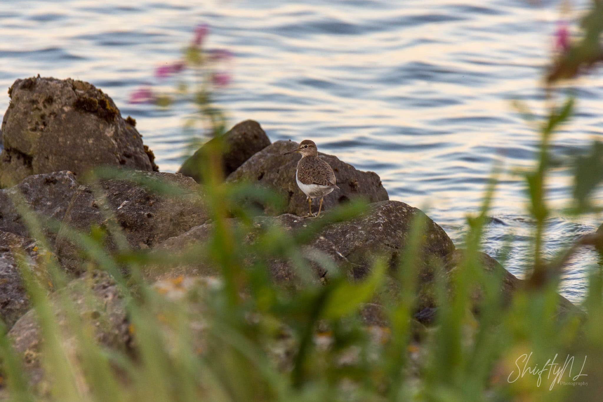 Common Sandpiper on a riverside rock looking towards the camera, the Netherlands, July 2018.