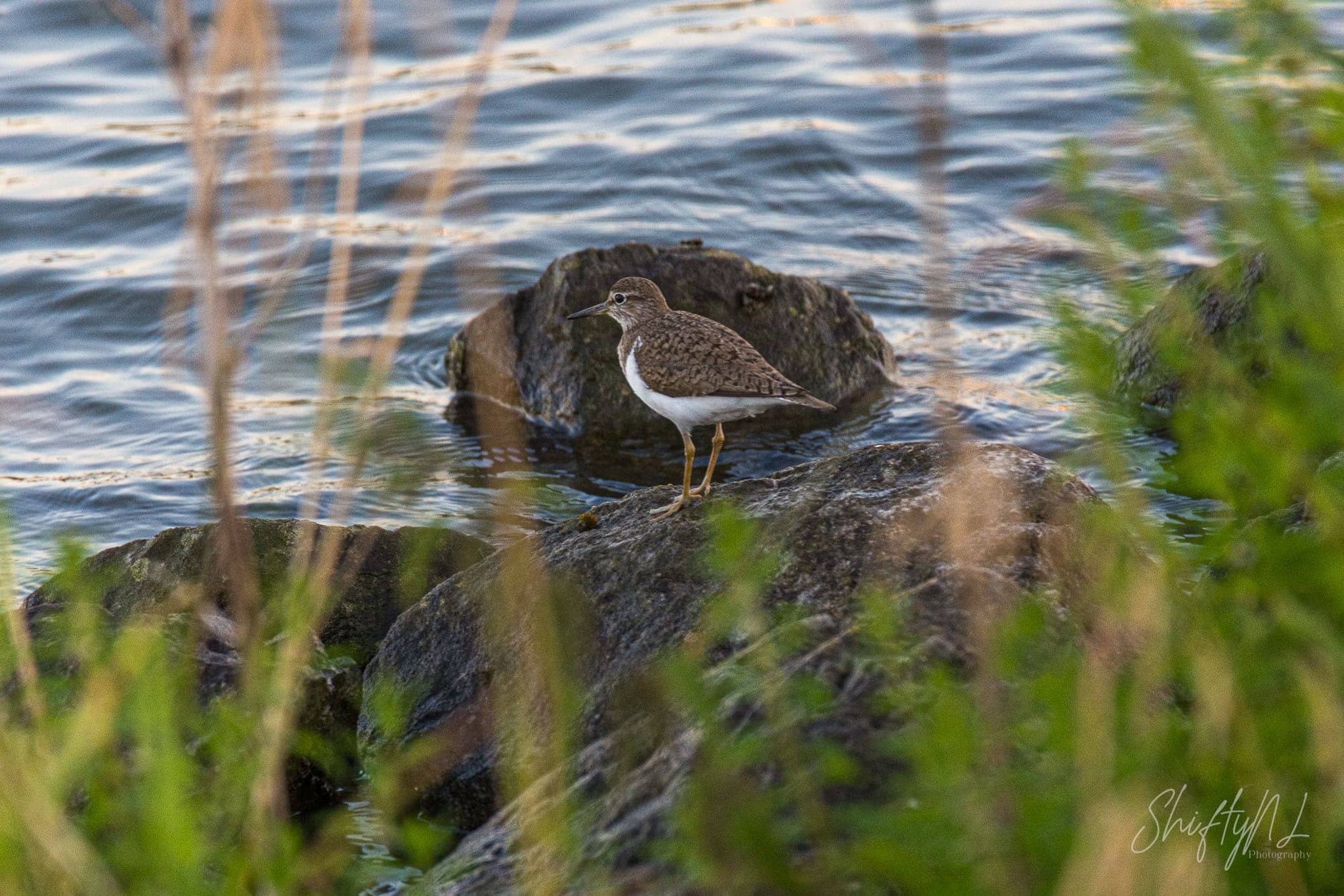 Common Sandpiper on a rock looking out over the river, the Netherlands, July 2018.