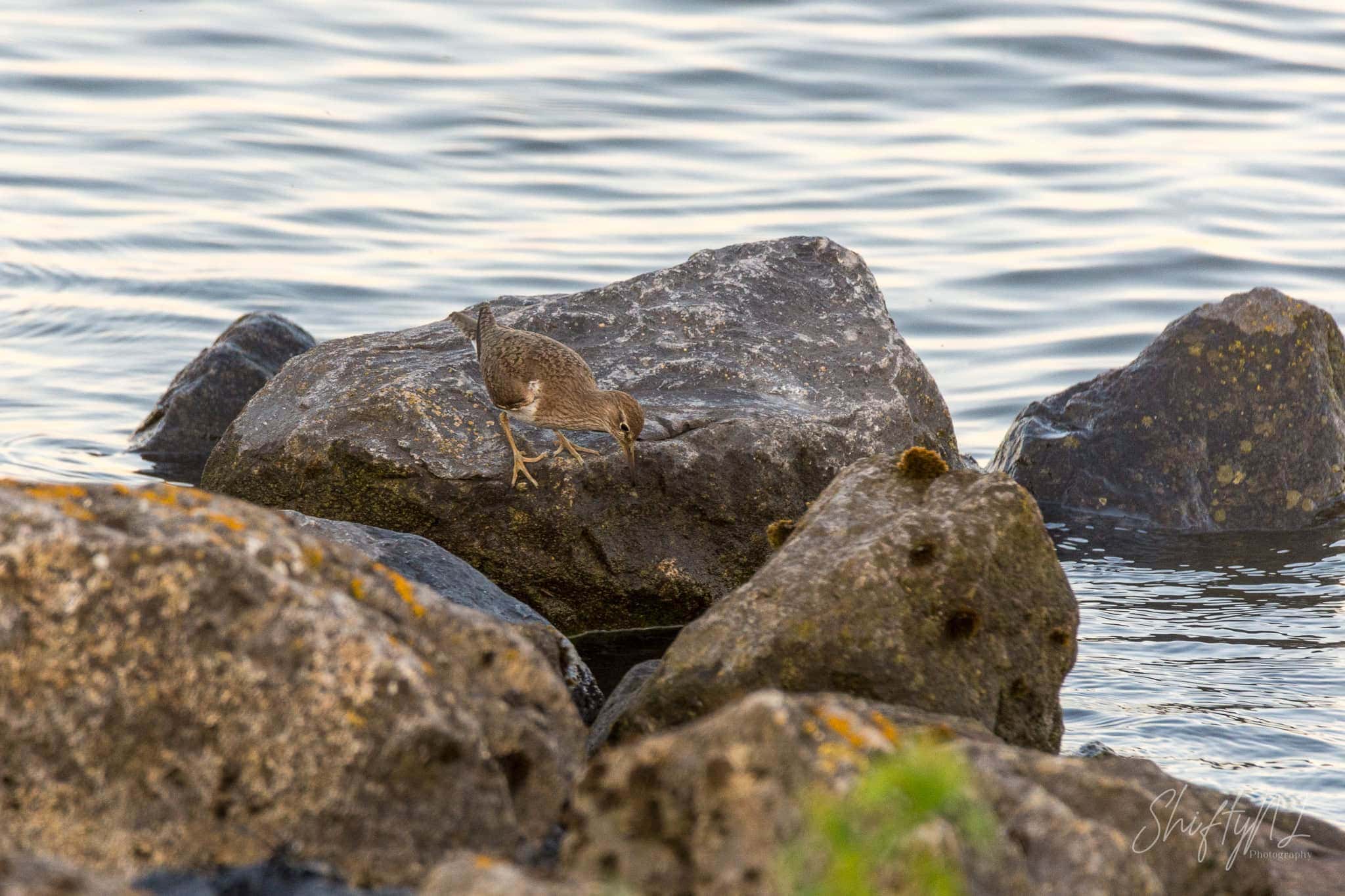 Common Sandpiper on the rocks along the river in the Netherlands, July 2018.