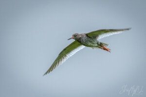 Een tureluur glijdt langs me heen met enige protest in zijn ogen A bird in flight with green and white plumage soaring against a soft blue sky.