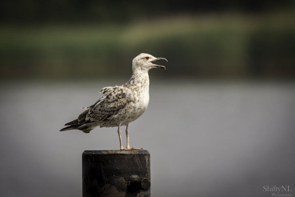 Een zilvermeeuw die op een verweerde houten paal staat bij rustig water, vastgelegd in een natuurlijke omgeving met een wazige groene achtergrond, met wildlife fotografie.