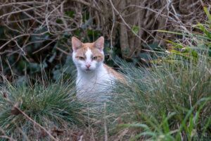 Kesa 1. Een nieuwsgierige oranje-witte kat die midden in hoog gras en dichte struiken buiten zit.