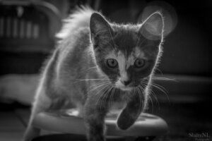 Mila Een speels kitten dat over een oppervlak loopt, vastgelegd in zwart-wit met zachte focus en lichte bokeh-effecten.