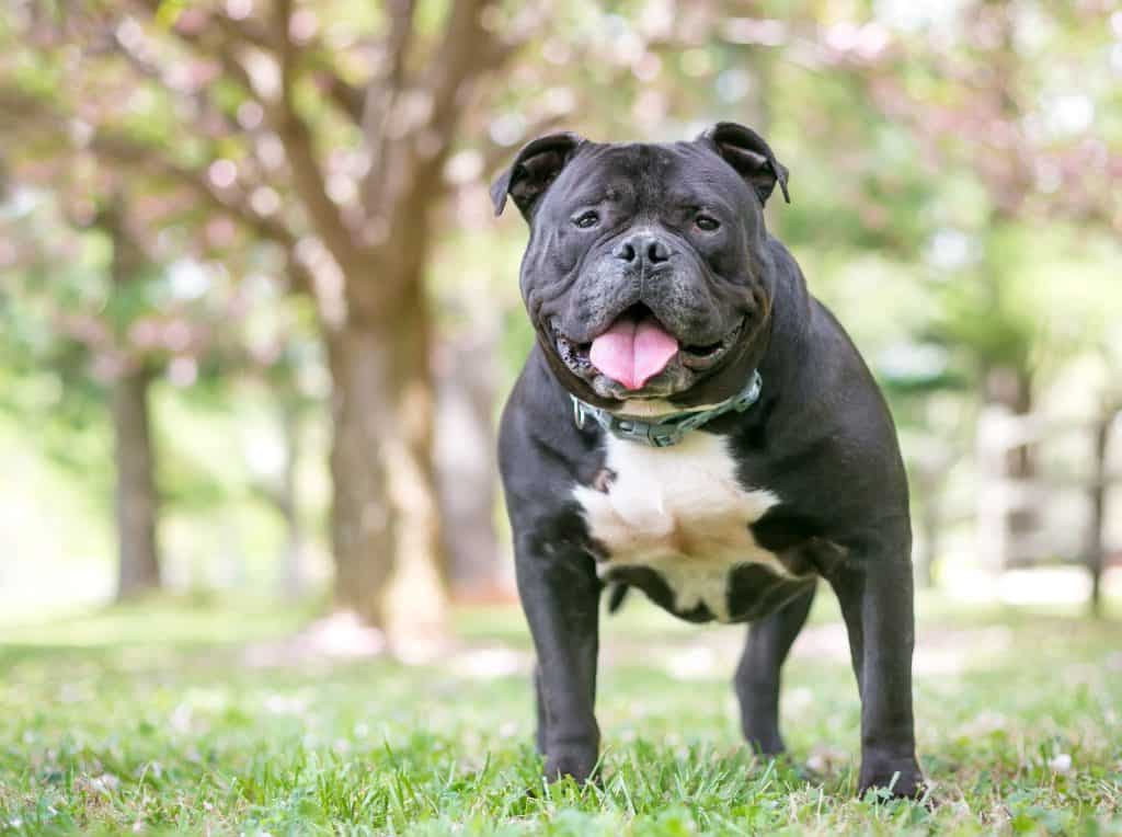 Happy black and white bulldog outdoors in a park setting.