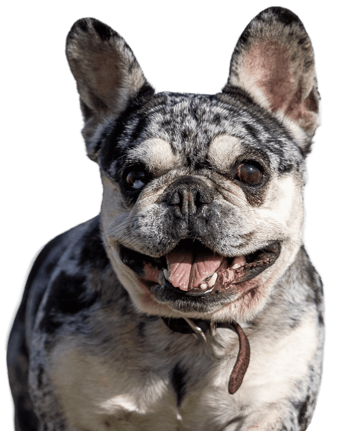 Adorable French Bulldog with a happy expression, showcasing playful personality.