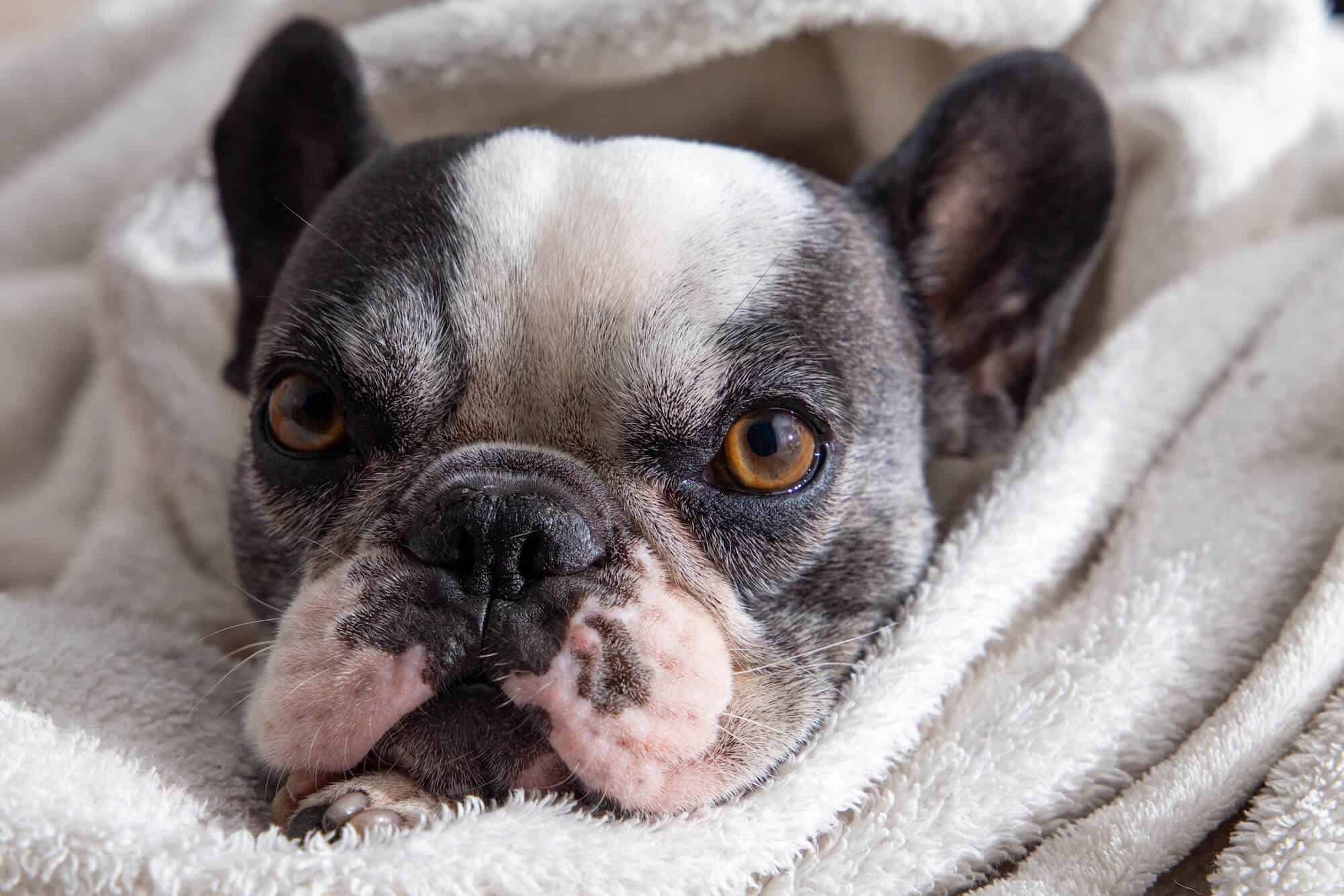 Adorable French Bulldog puppy lying on a blanket.