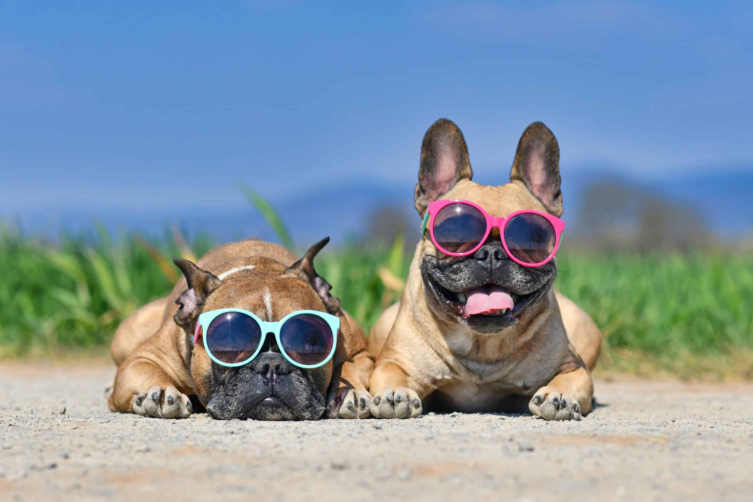 Cute French Bulldogs wearing sunglasses lying on the ground.