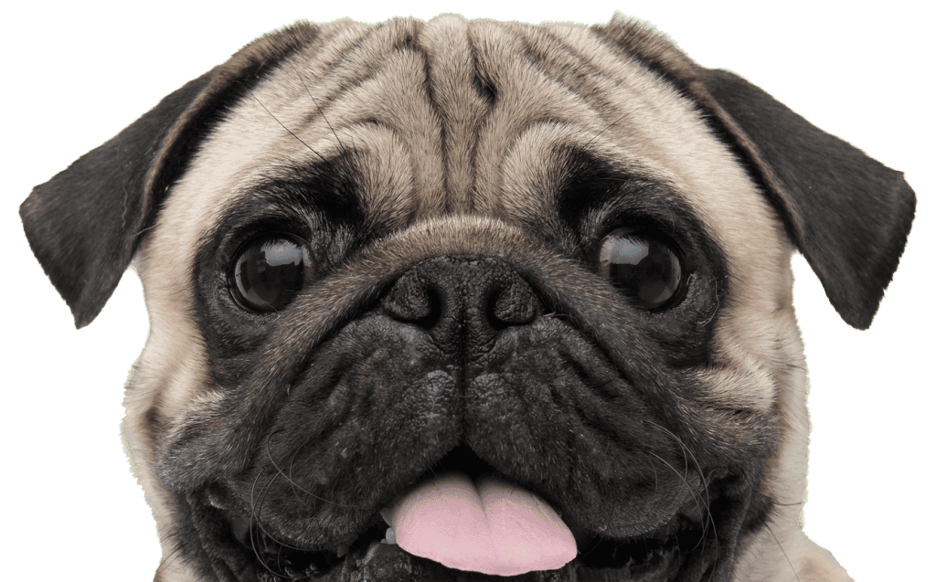 Adorable pug puppy with a happy expression, close-up shot.