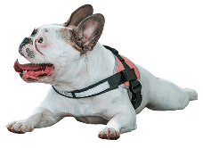 Comfortable dog harness for active pets, perfect for outdoor adventures.