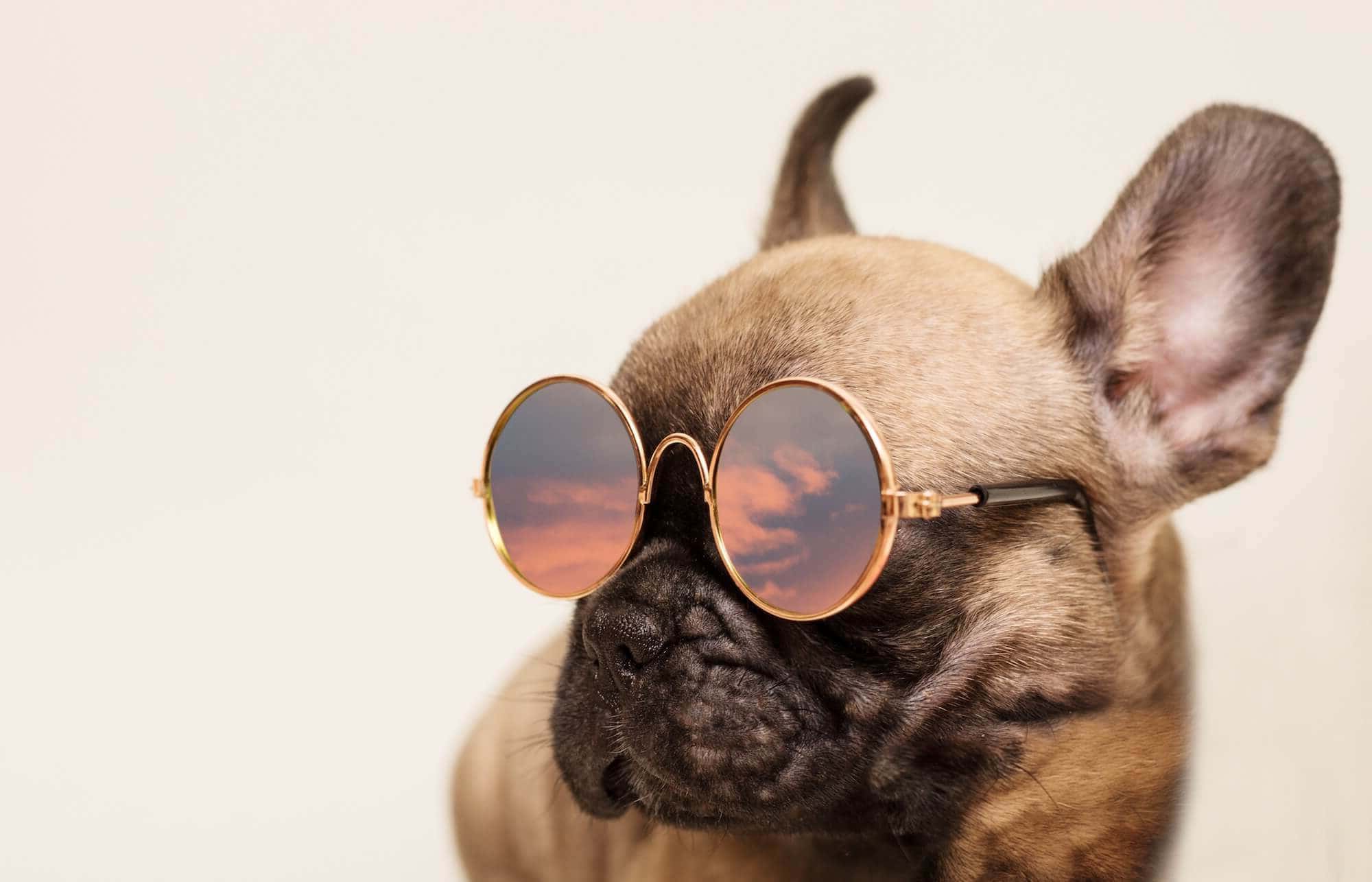 Dog wearing stylish sunglasses for a fun look.