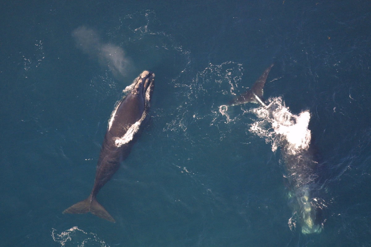 Right Whale NOAA