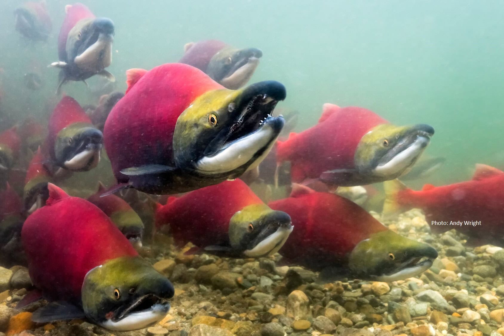 Adams River Sockeye A.S. Wright