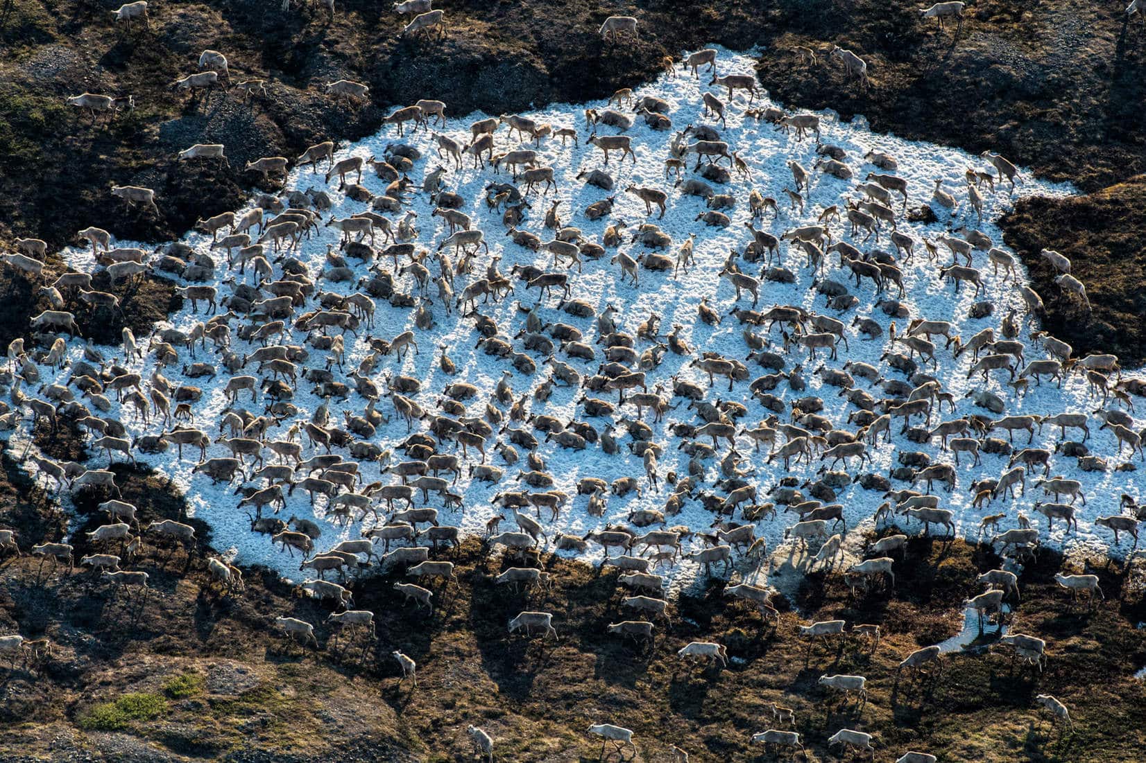 Peter-Mather-porcupine-caribou.jpg