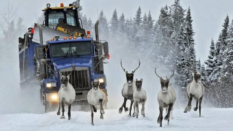 Alberta-woodland-caribou-R-Arssenault.jpg