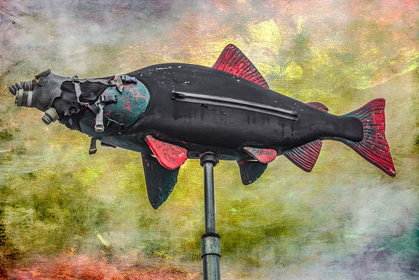 David-Seibold-Sockeye-Salmon-Contamination-Illustration.jpg