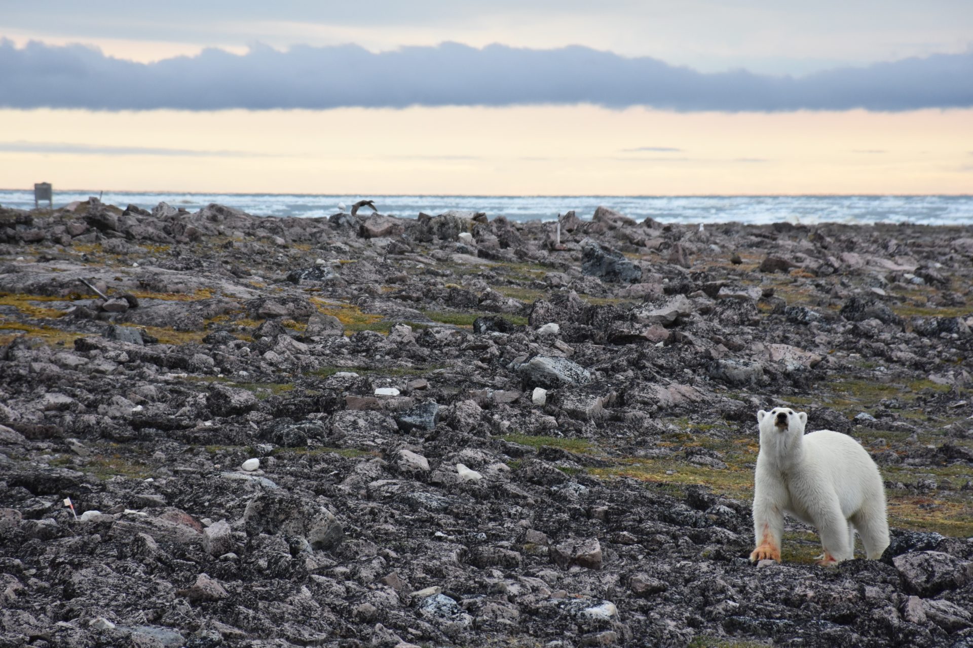 Eider Ducks Polar Bears