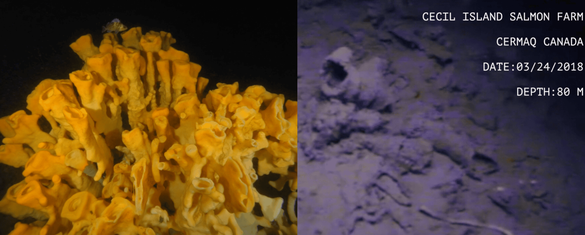 Glass Sponge Reef BC Salmon Farm Waste