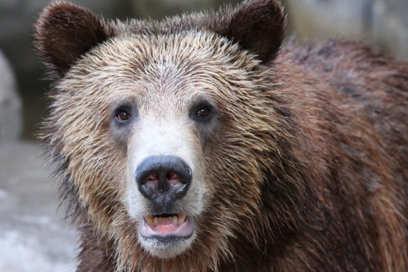 Grizzly-Bear-1.jpg