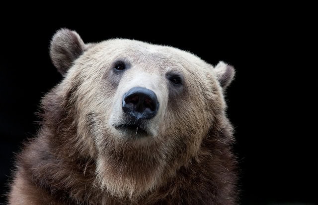 Grizzly-Bear-by-Nathan-Rupert.jpg