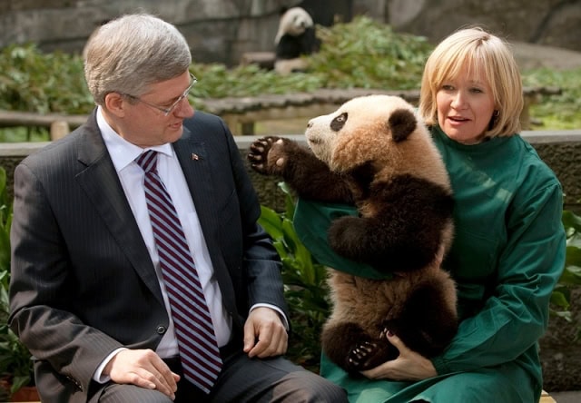 Harper-Panda.jpg