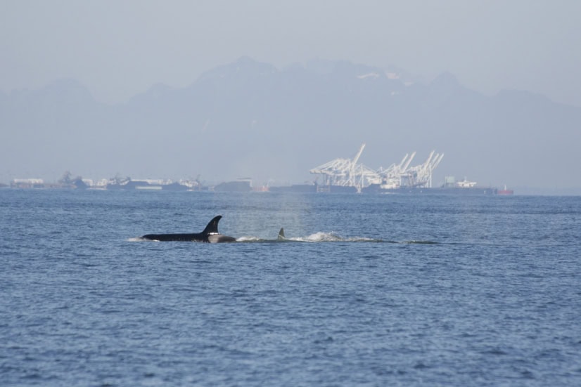 Killer-whales-Delta-Port-docks.jpg