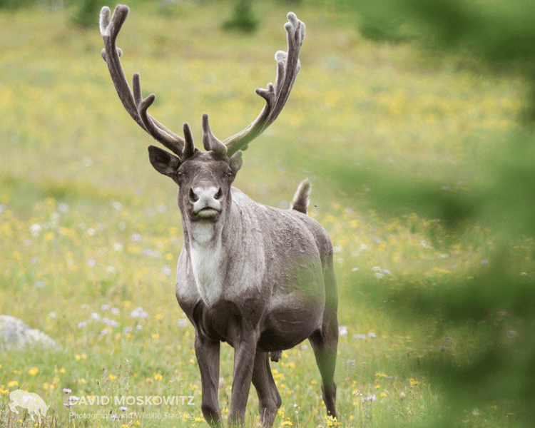 Mountain-Caribou-must-credit-David-Moskotwitz_Mountain-Caribou-Initiative-Initiative.png