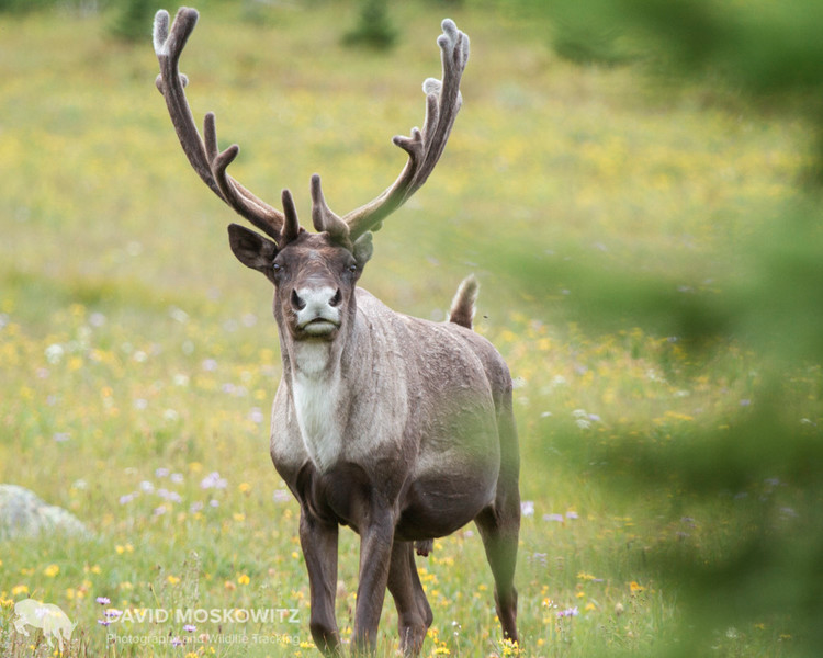 Mountain-Caribou-must-credit.jpg