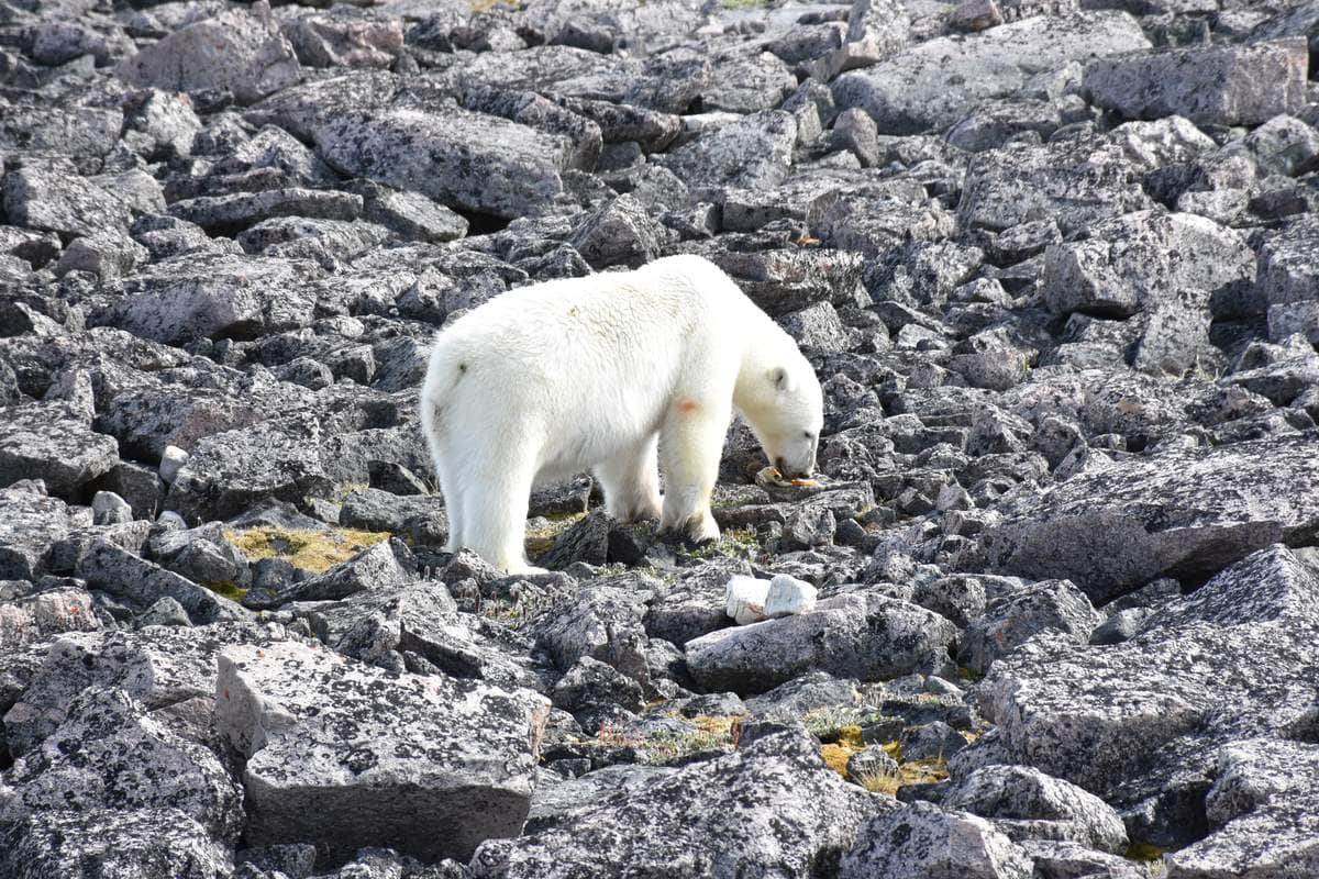 Polar Bears Eider Ducks Climate Change