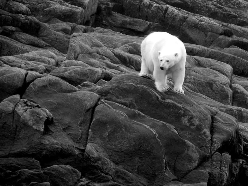 Polar-bear-blogs.jpg