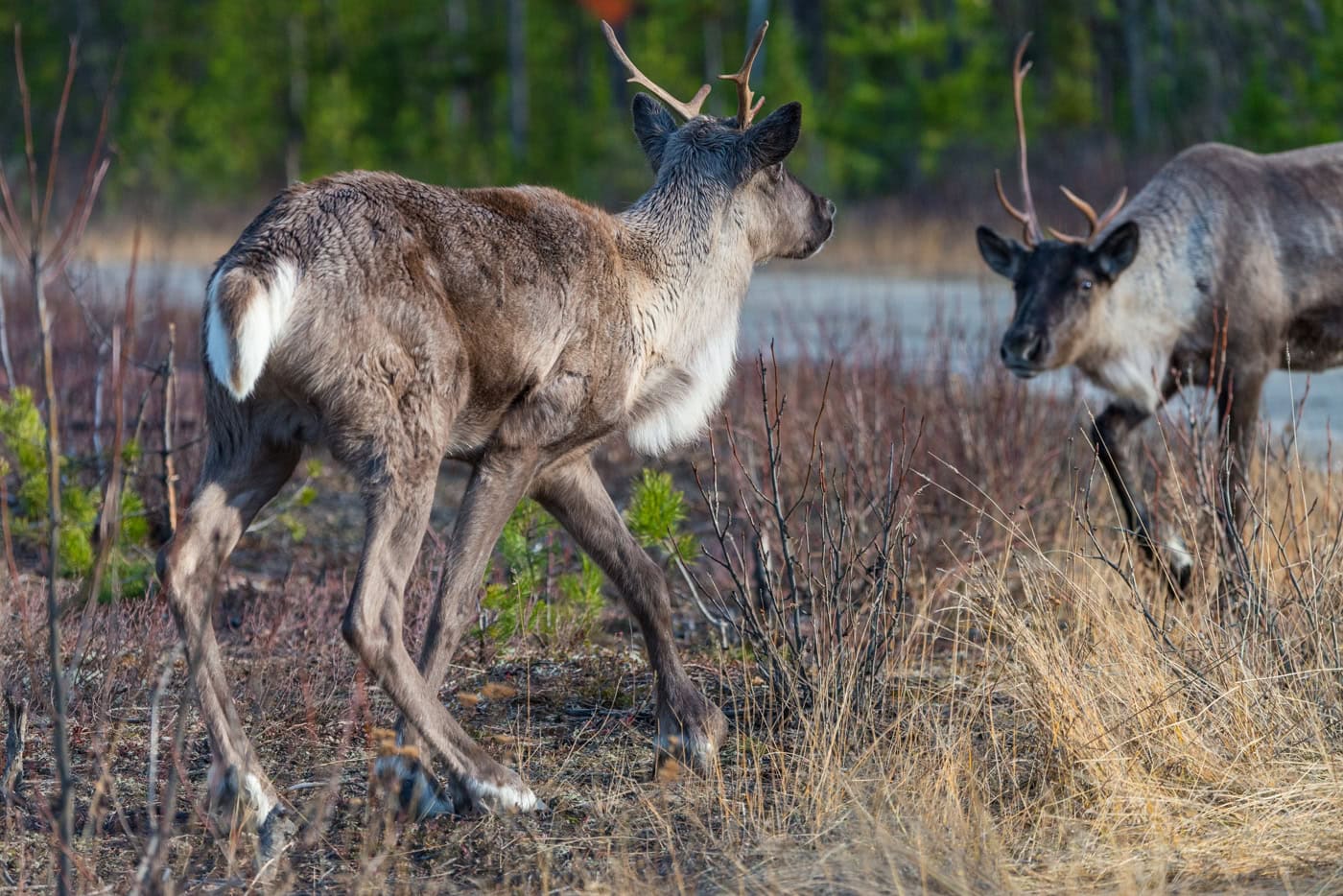 Selkirk-Caribou-near-extirpation-2