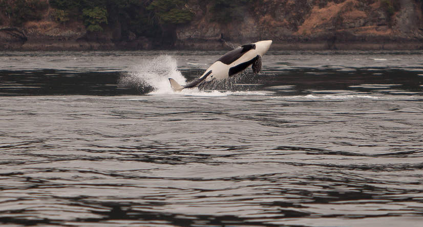 Southern-Resident-Killer-Whale.jpg