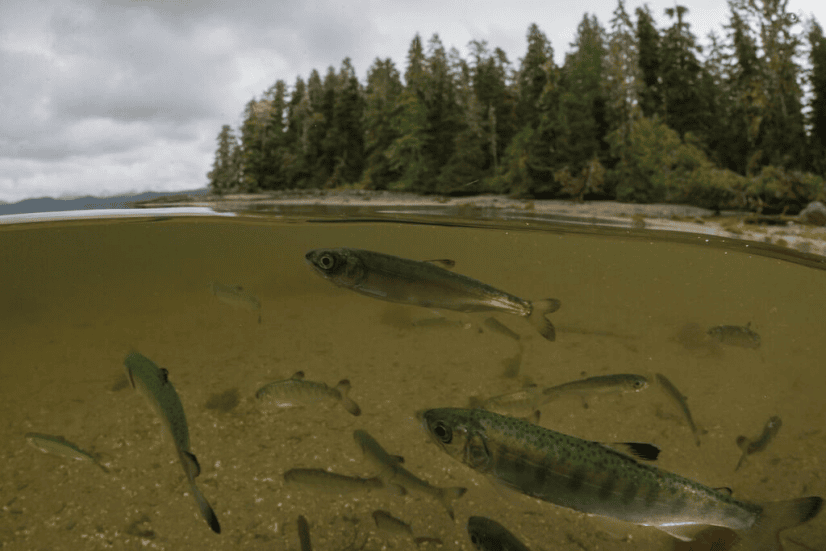 flora-banks-juvenile-salmon-copy.png