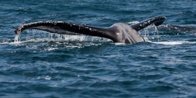 humpback-mike-baird-1.jpg