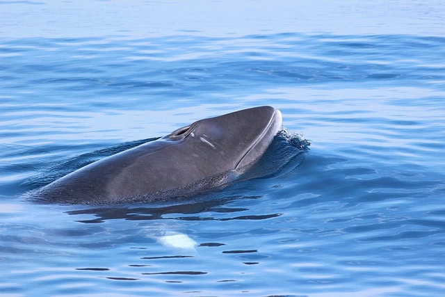 minke-whale-tom-benson.jpg