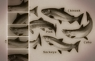 salmon-image.jpg