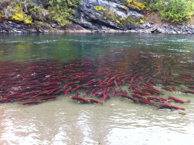 salmon-run-alaska.jpg