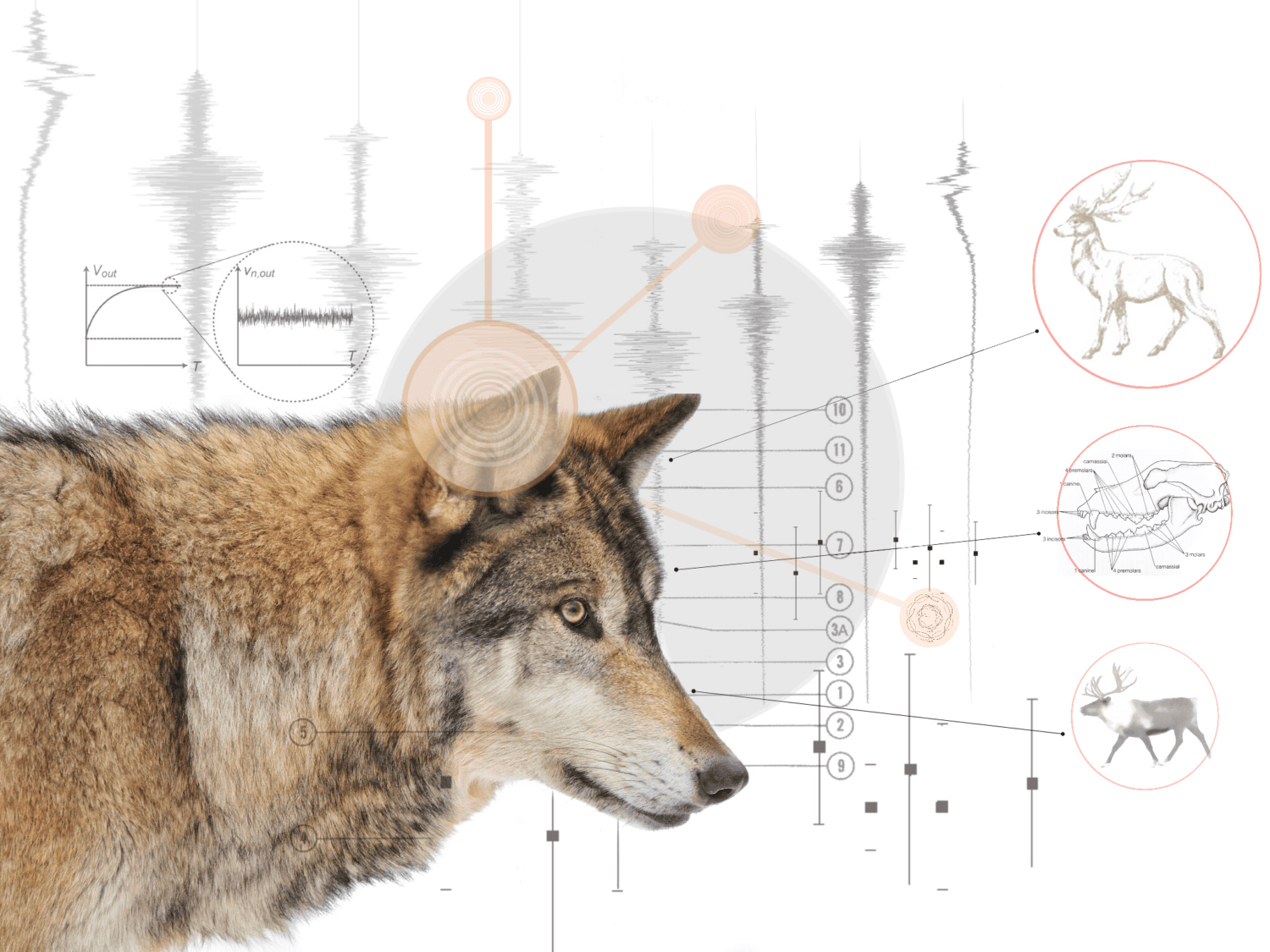 science-bc-wolf-cull-DeSmog-Canada.png